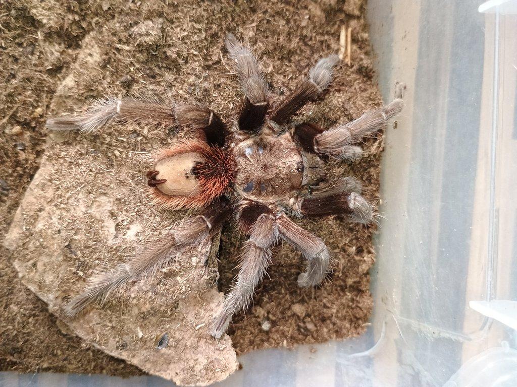 Tliltocatl (brachypelma) vagans samec