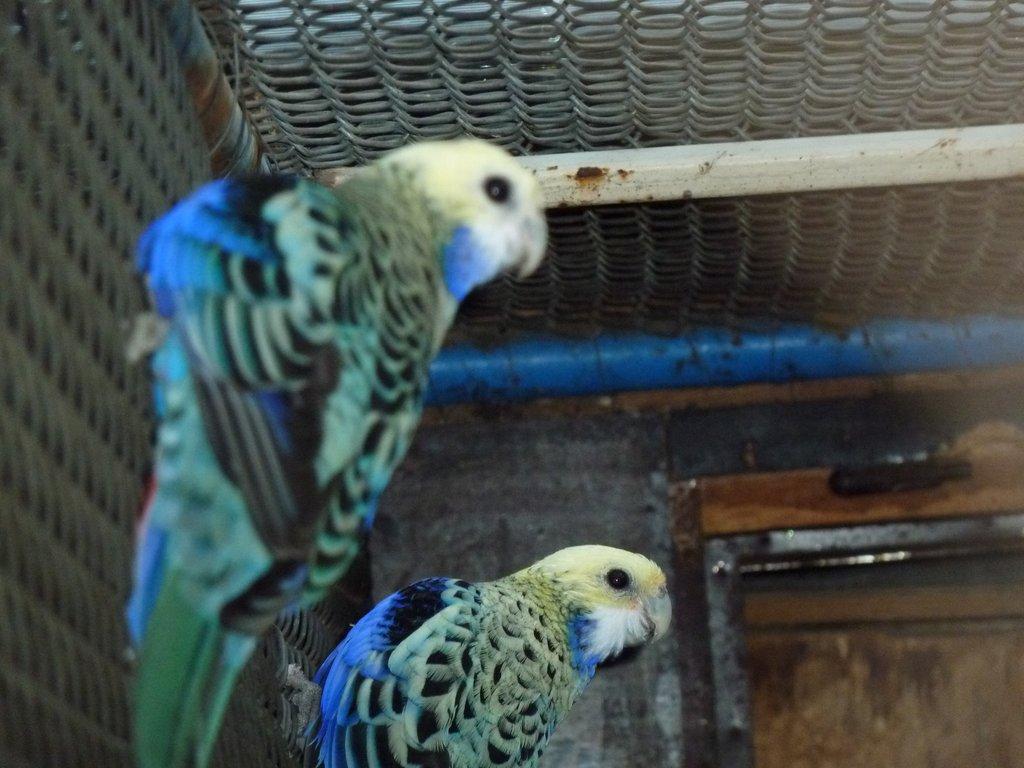 Rosela žlutohlavá severní (Blauwangenrosella )  kr. 25