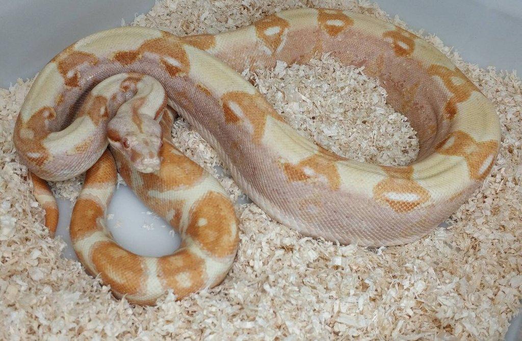 Boa imperator - Purple Sharp Sunglow Aztec, Sharp Sunglow
