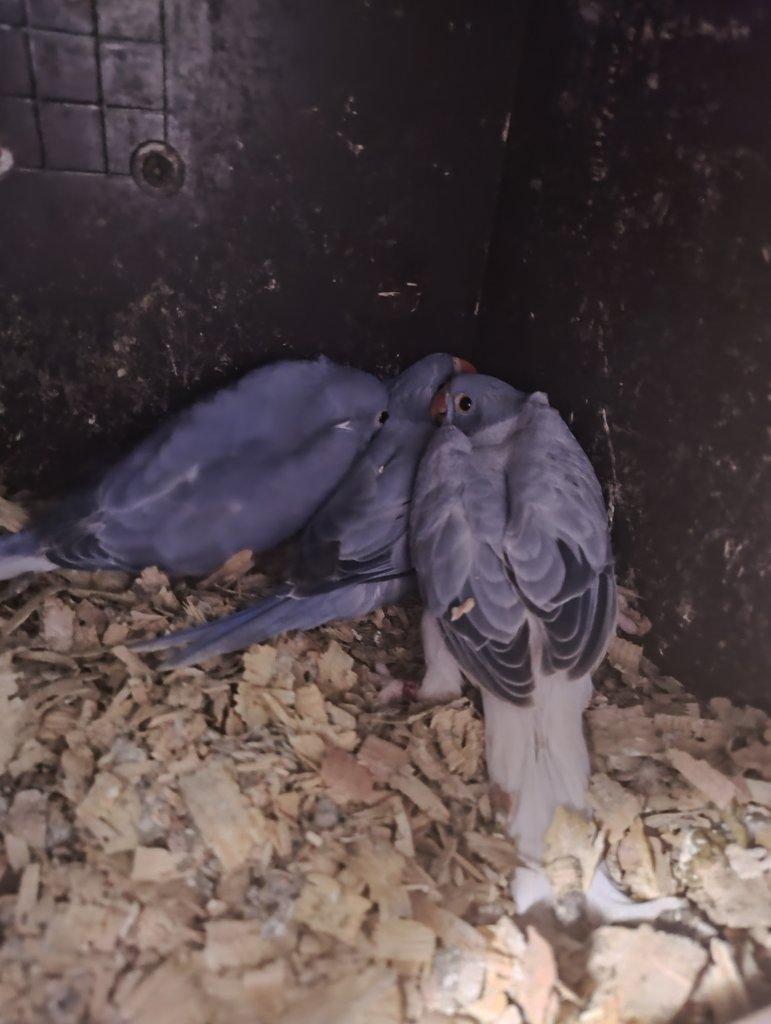 Alexandr malý loňský samec Violeta ho/opalin