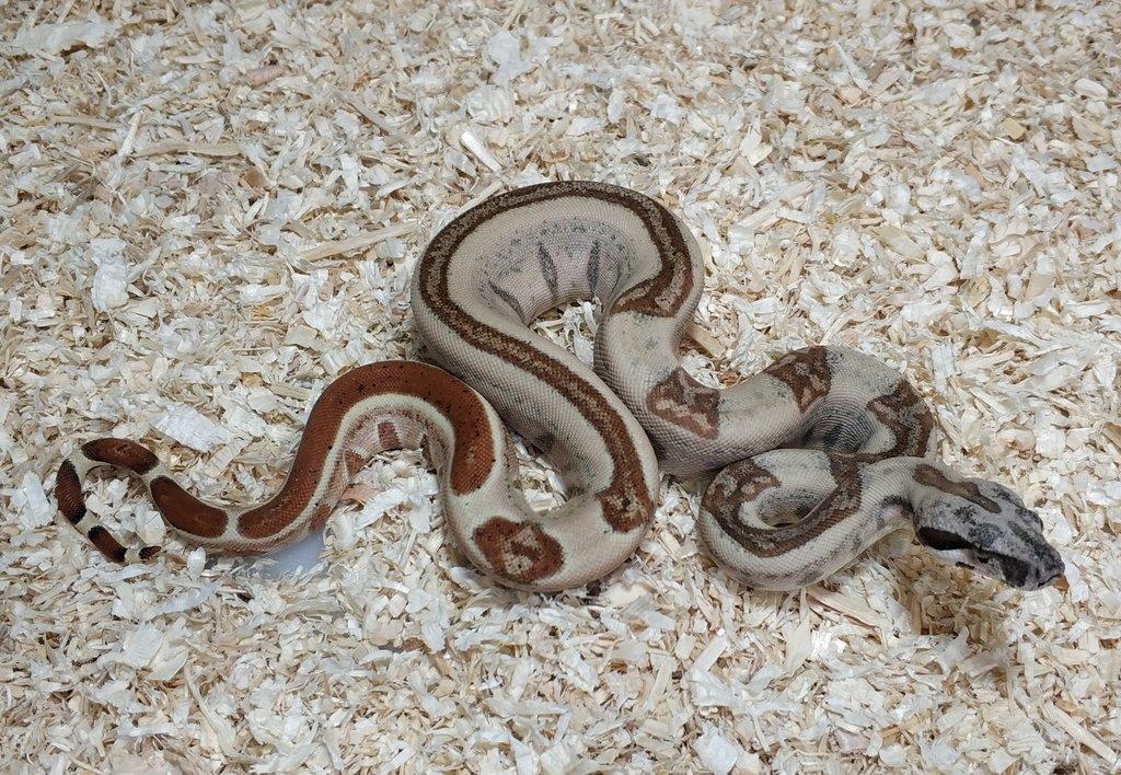 Boa imperator - Normal a Hypo 66% het Sterling VPI