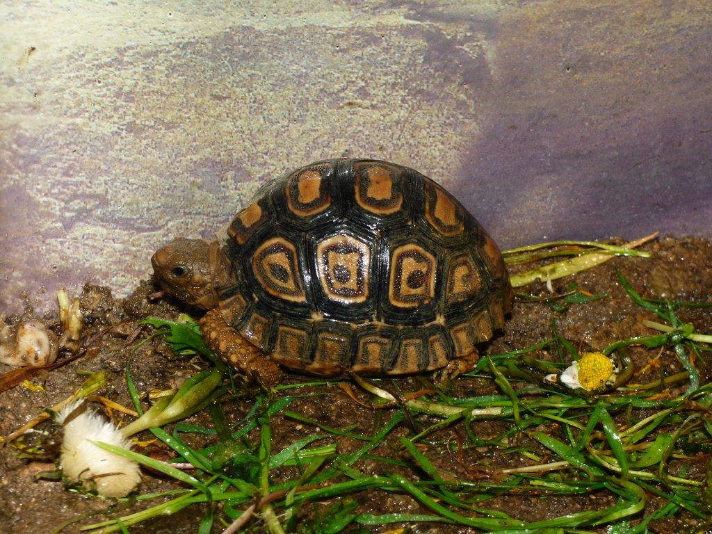 Želva pardálí (Stigmochelys pardalis)
