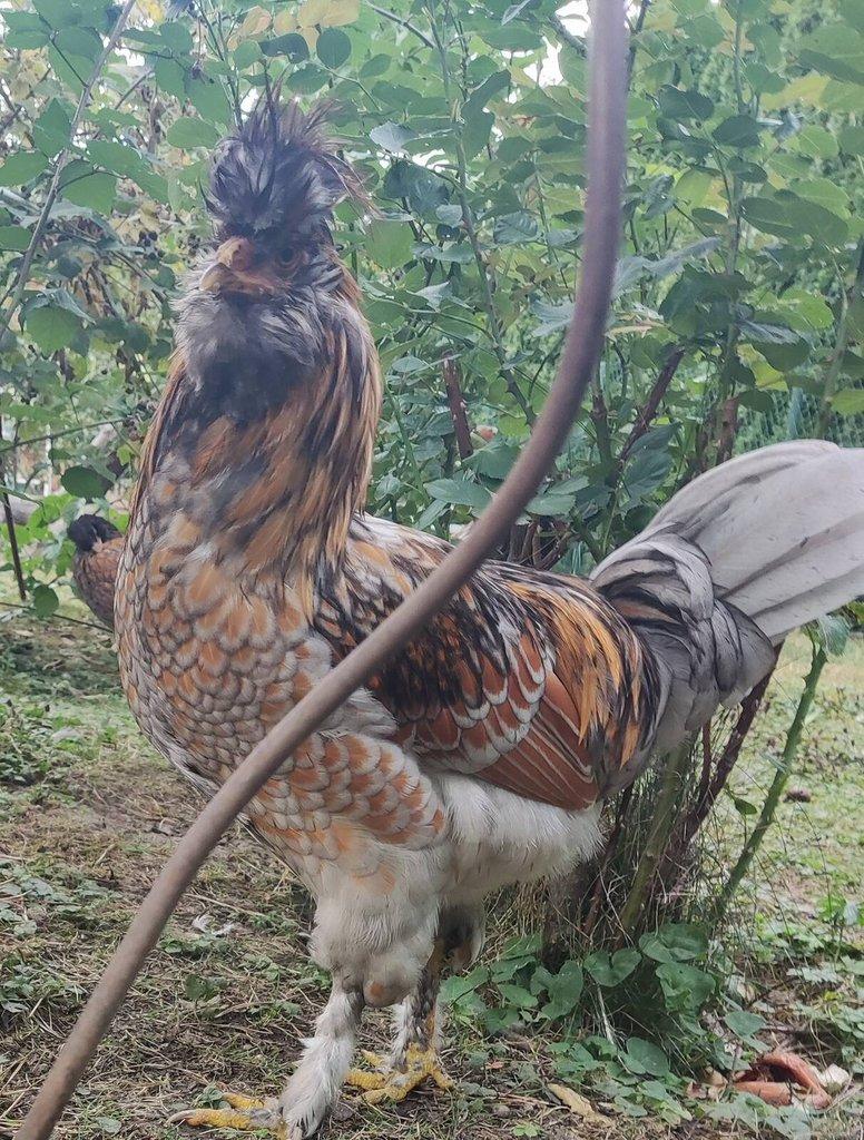 Wyandotka zdrobnělá a Pavlovská slepice