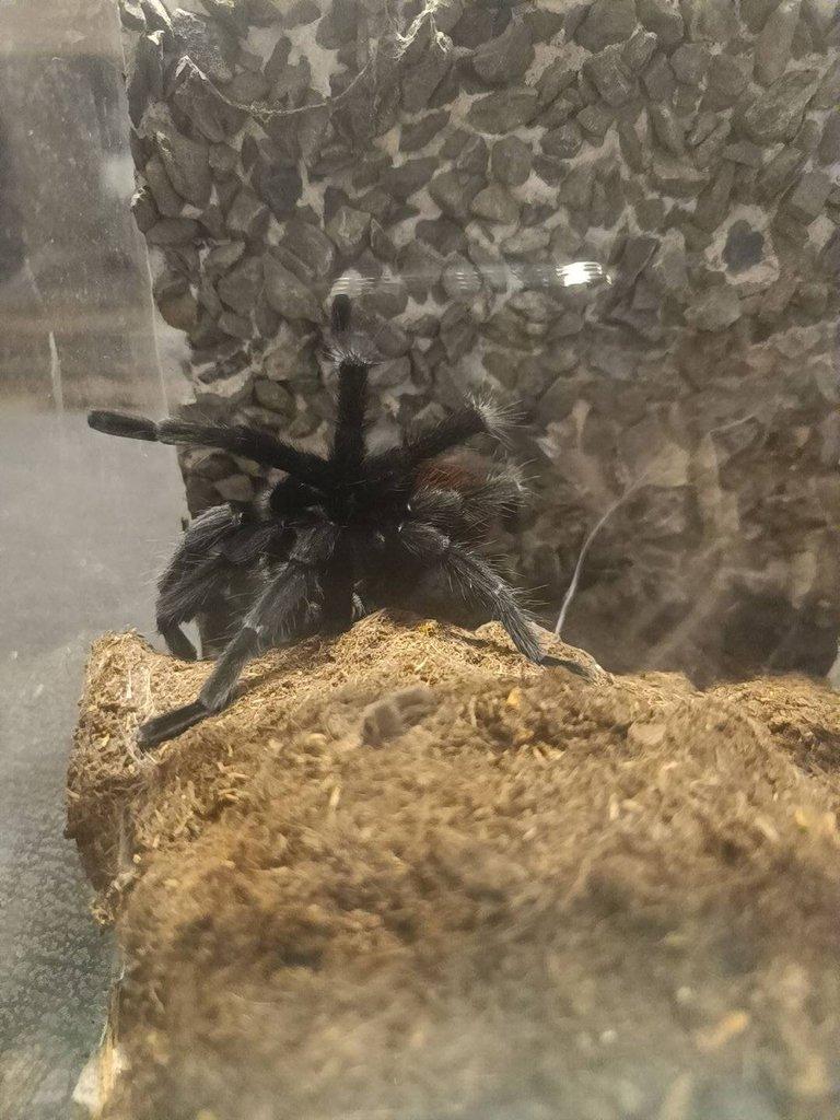 Samec T. kahlenbergi, T.albopilosum