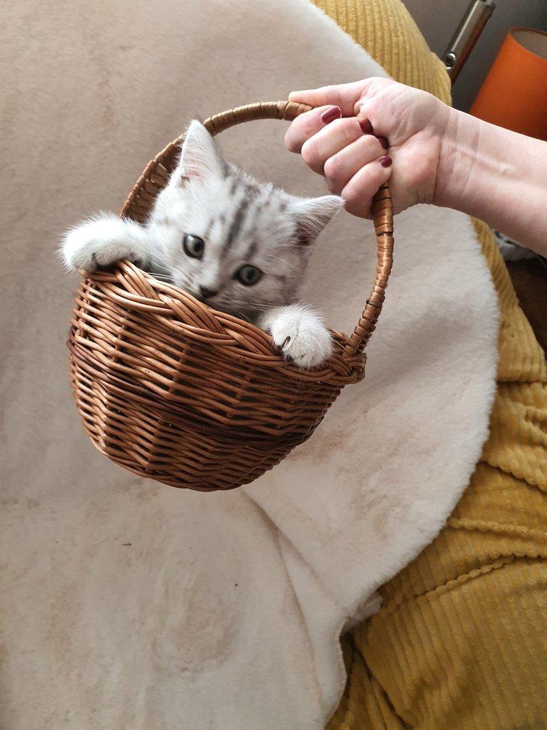 Prodam britska Whiskas kotata