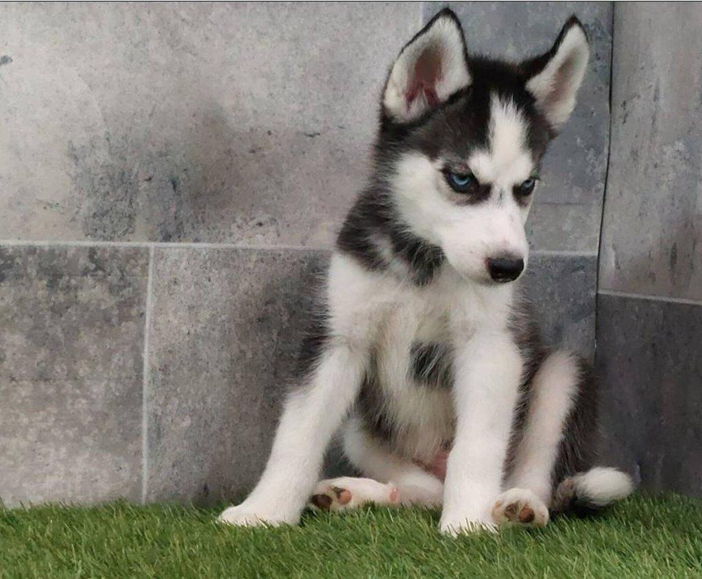 Sibiřský husky štěňata na prodej~