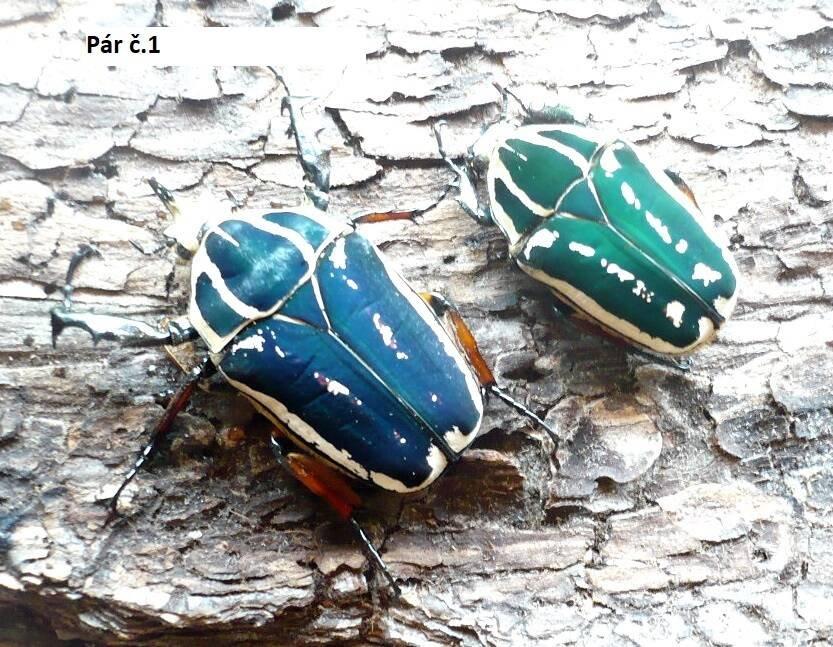 Mecynorrhina ugadensis - čerstvé páry