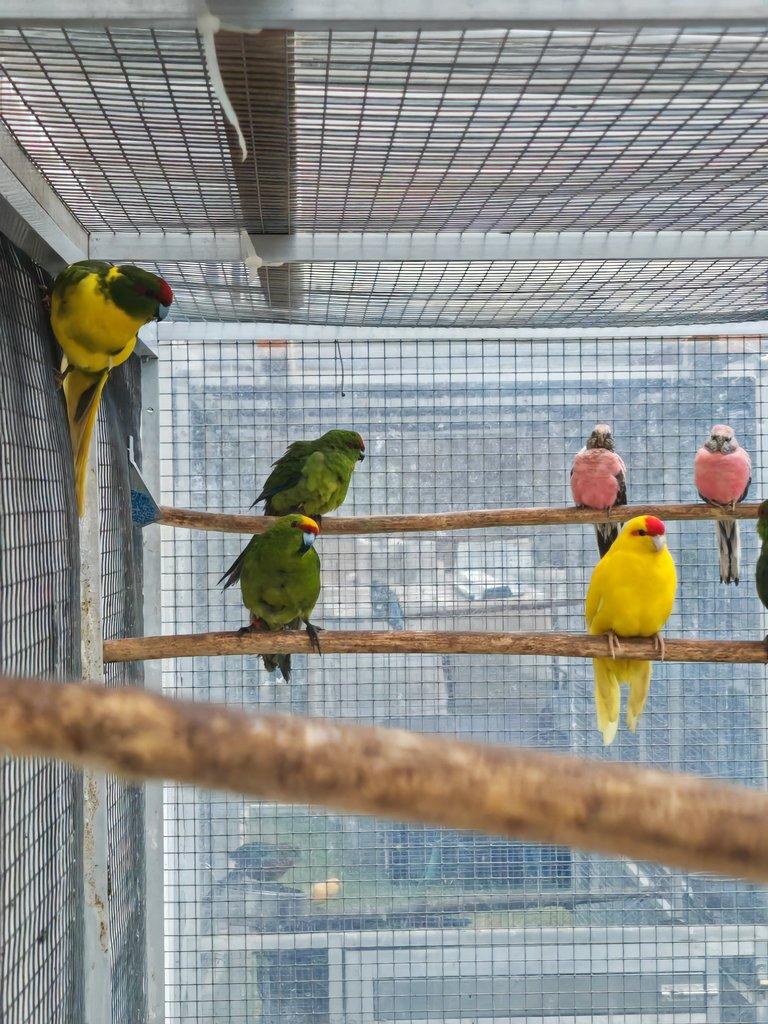 Kakariki rudočelý pár