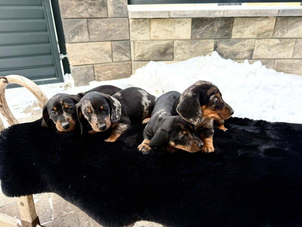 Merle Jezevčík hladkosrstý trpasličí bez PP