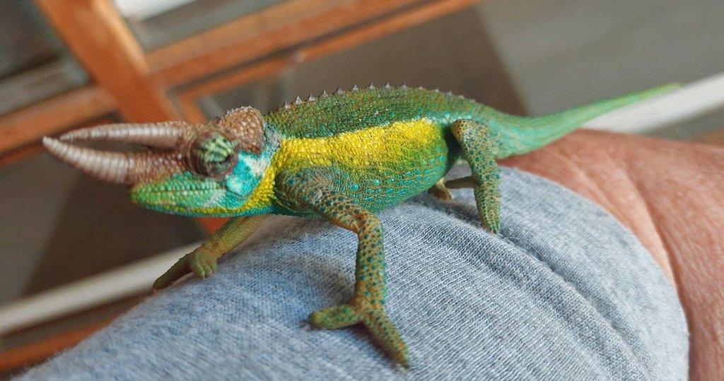 Chameleon třírohý