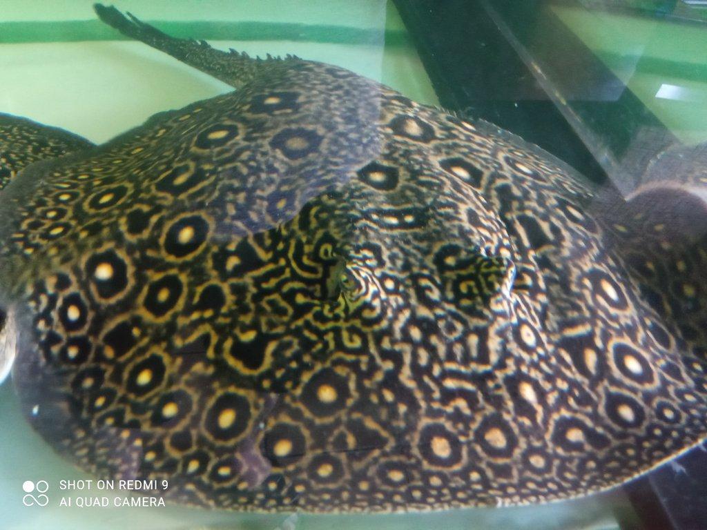 Potamotrygon
