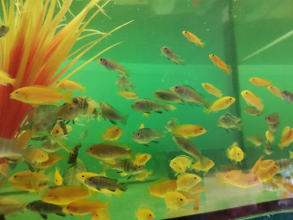 TLAMOVCI MALAWI CHOMUTOV + Mražené krmivo ARTEMIE, KORETRA, SERA FLORA
