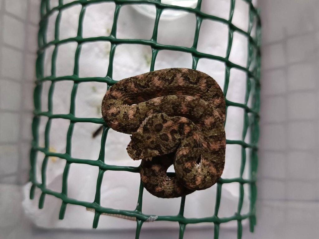 Trimeresurus, Bothriechis