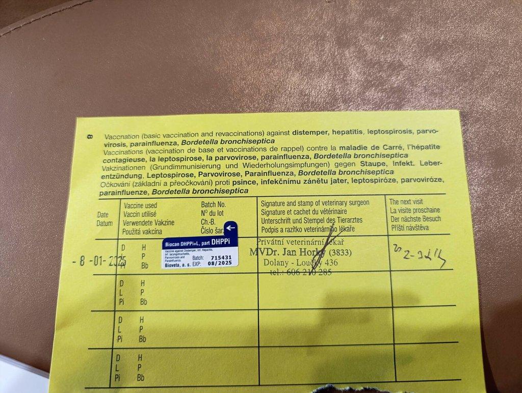 Čokoládový labrador