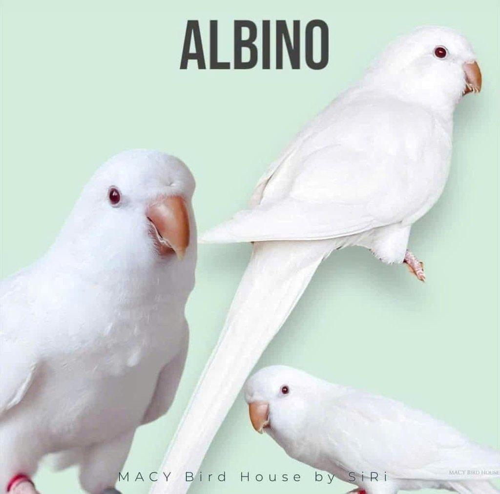 Koupím tyto barevné mutace