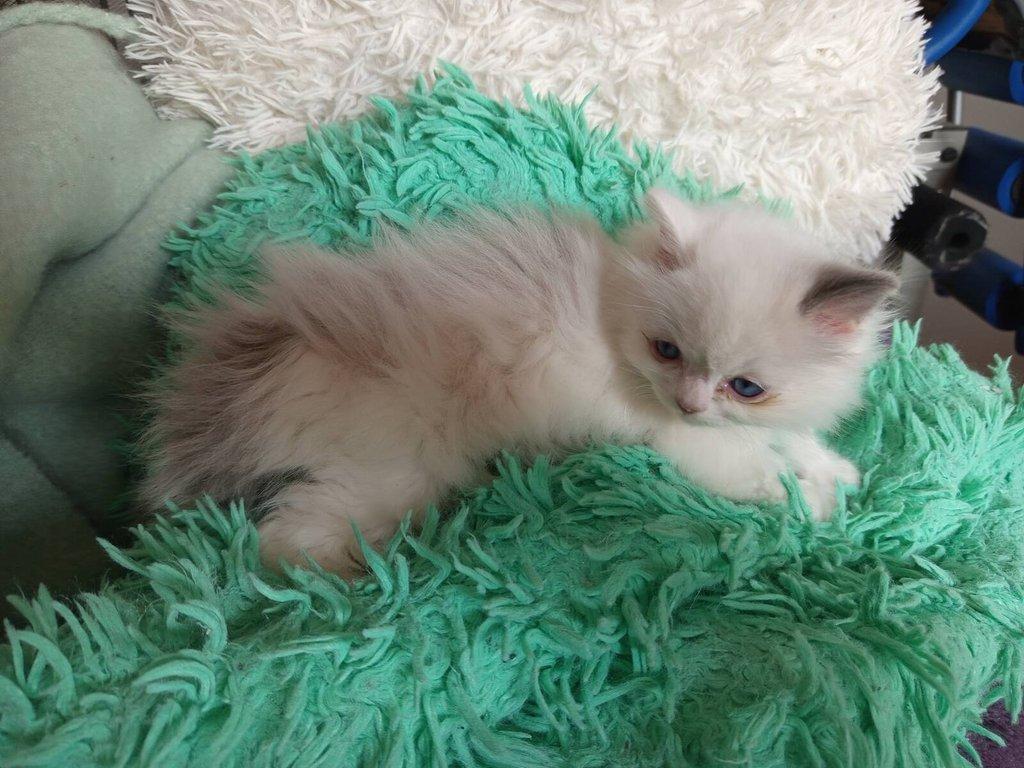 koťátko Ragdoll