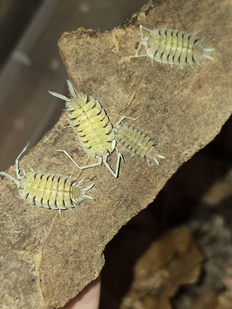 ISOPODY, hobby druhy i čističi - levně