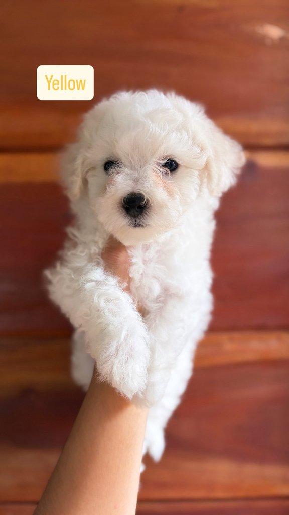 K dispozici Bišonek Frisé