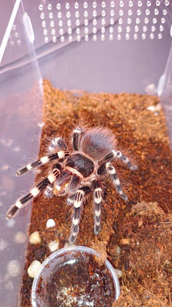 Acanthoscurria geniculata ♀️