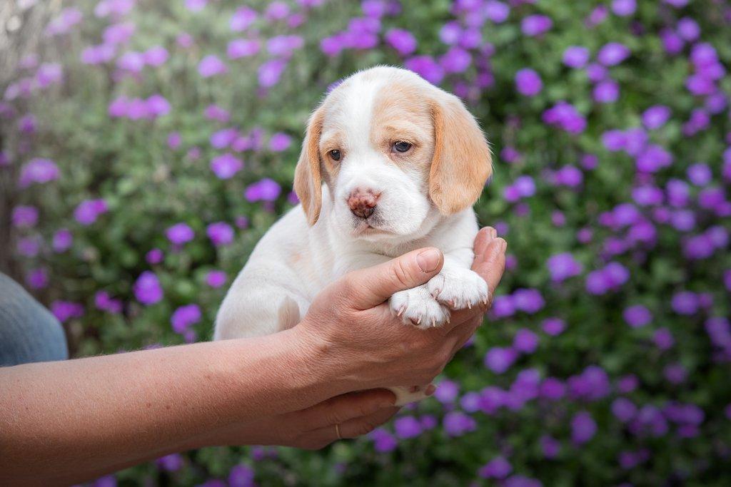 Beagle s PP
