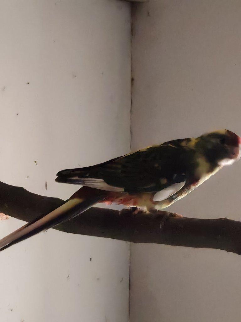 Rosela penant straka