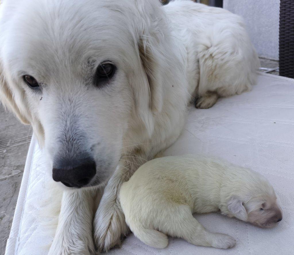 Štěňata slovenského čuvače