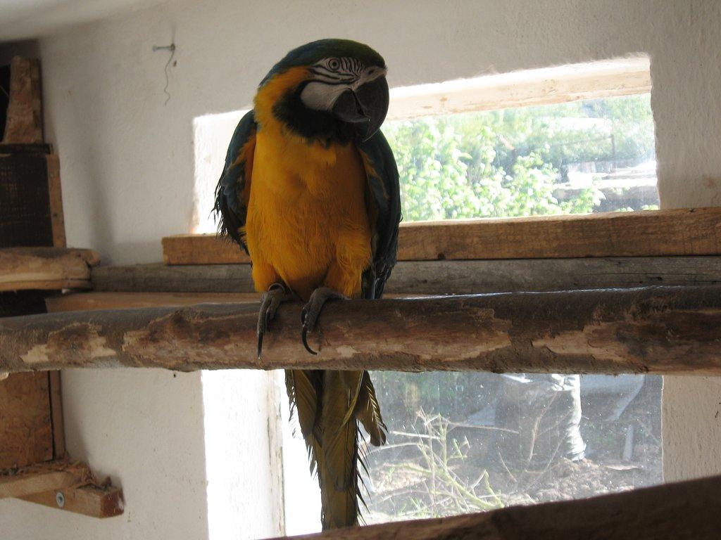 Prodá samce ara ararauna