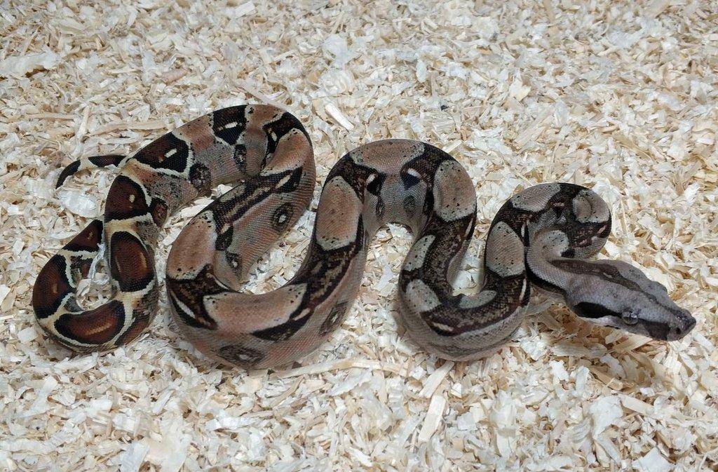 Boa imperator- Sharp Sunglow 66% het Sterling,Hypo Sterling