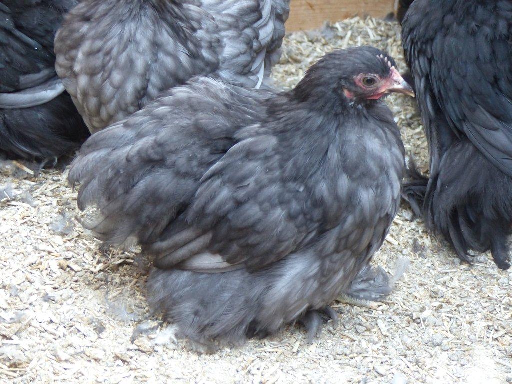 Zakrslá Kočinka modrá