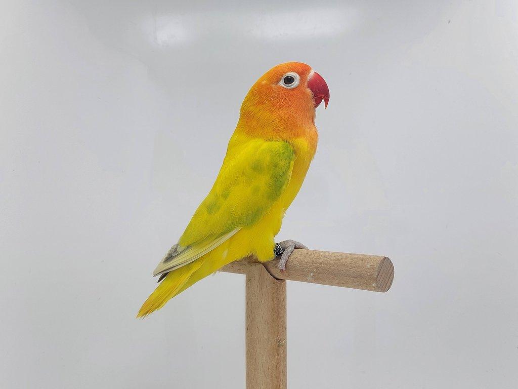 Agapornis fischeri