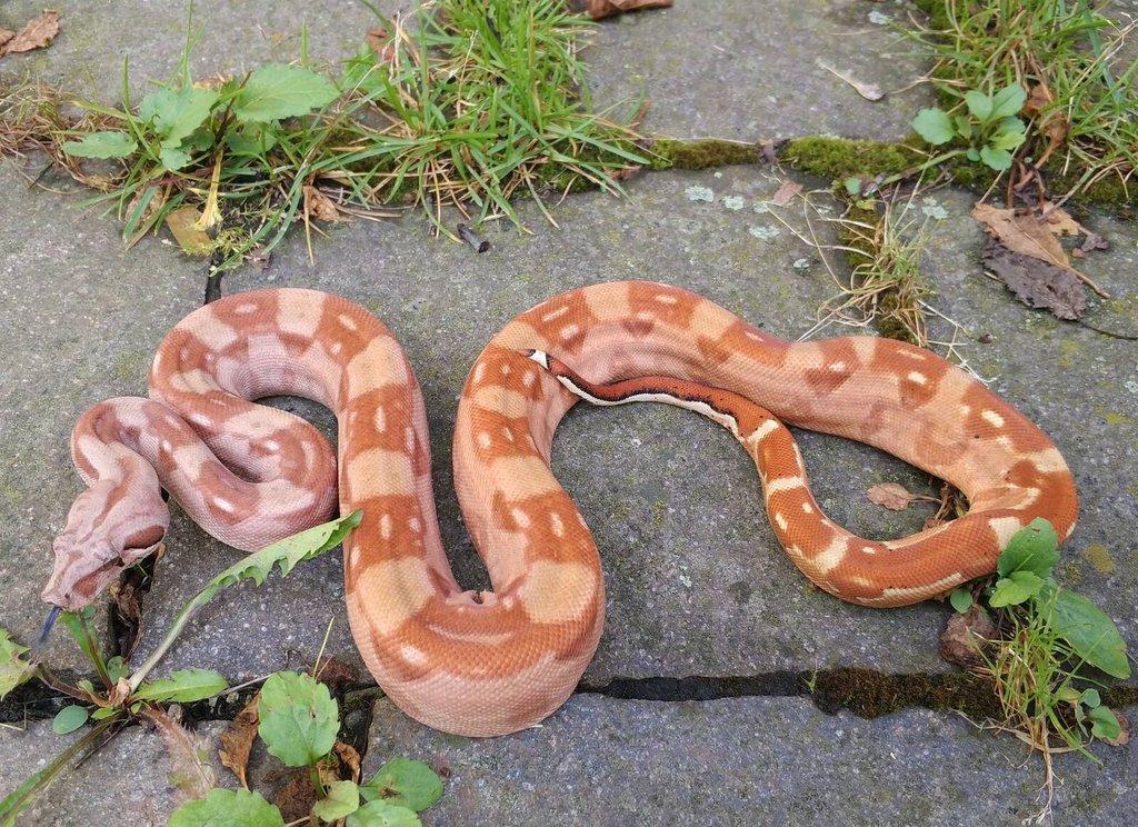 Boa imperator - Purple Sharp Sunglow Aztec, Sharp Sunglow