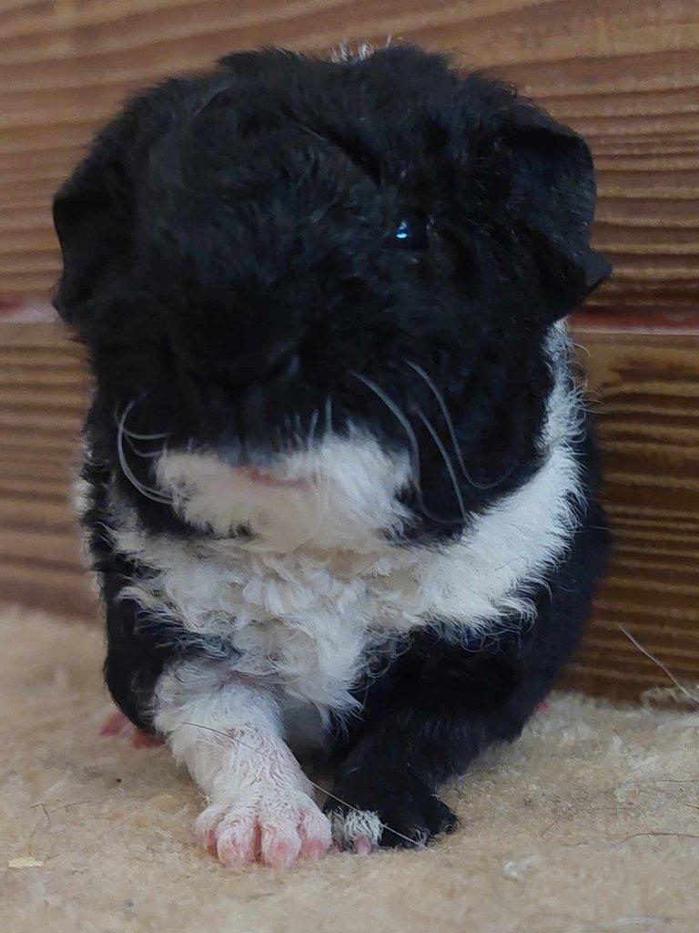 miminka us teddy