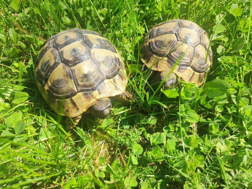 Želva zelenavá - Testudo hermanni, želva žlutohnědá - testudo graeca