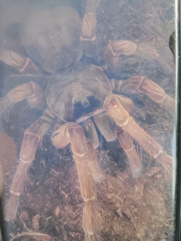 0,1 Theraphosa blondi