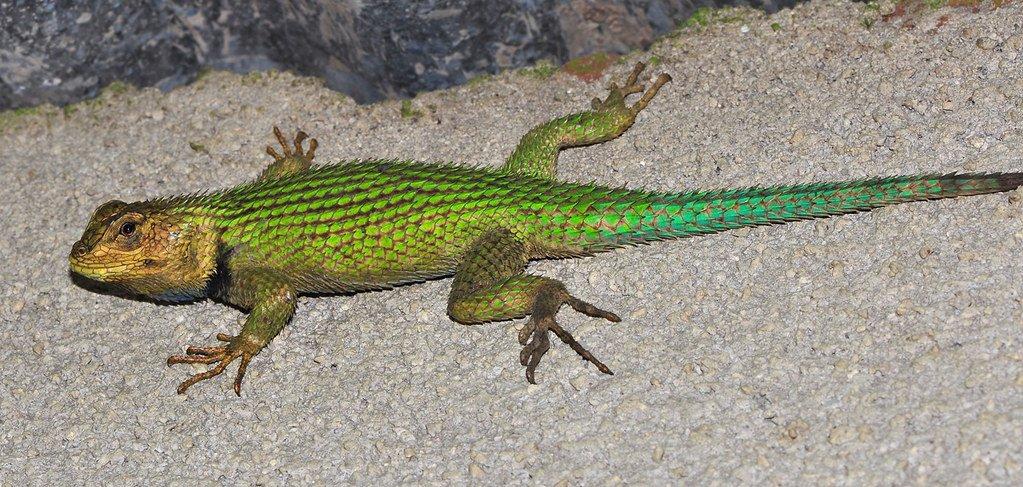 1,0 Sceloporus malachiticus