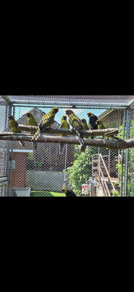 Rosela žlutobřichá