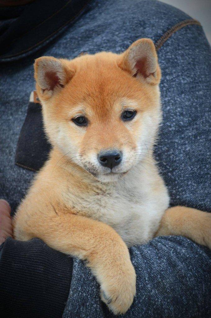 Shiba Inu Štěňata