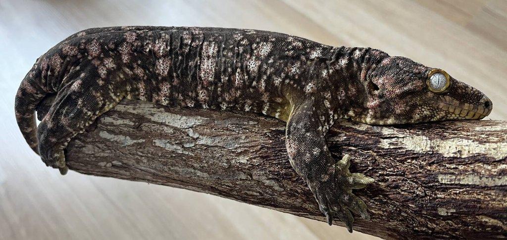 Rhacodactylus leachianus "Mt. Koghis"