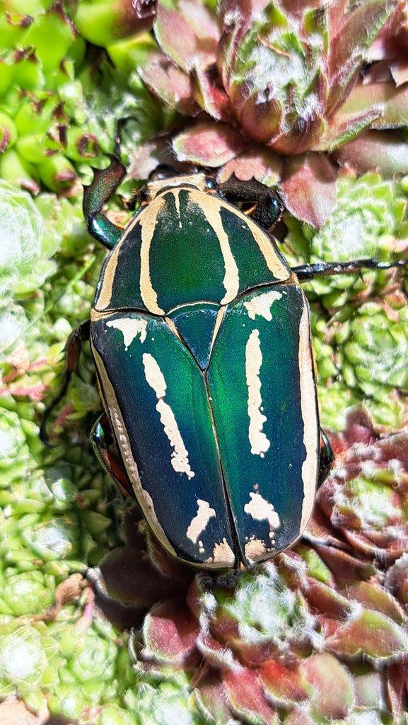 Nabídka larev na Faunatrhy Ostrava 15.2.2026