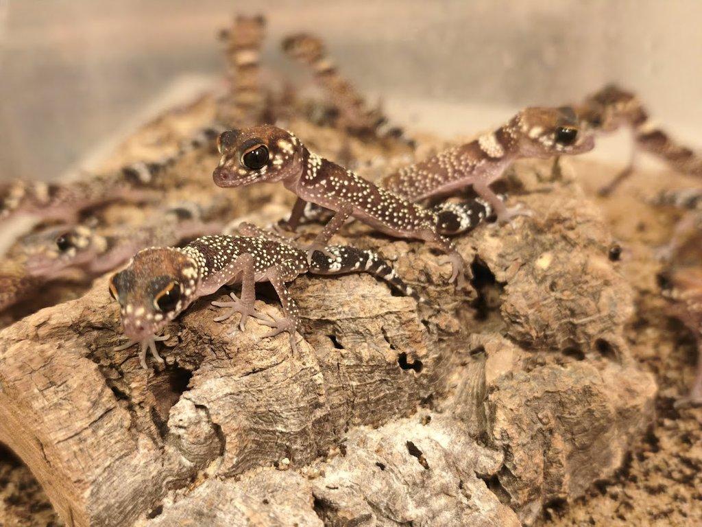 Výprodejová akce mláďat – Underwoodisaurus milii – Pagekon miliův