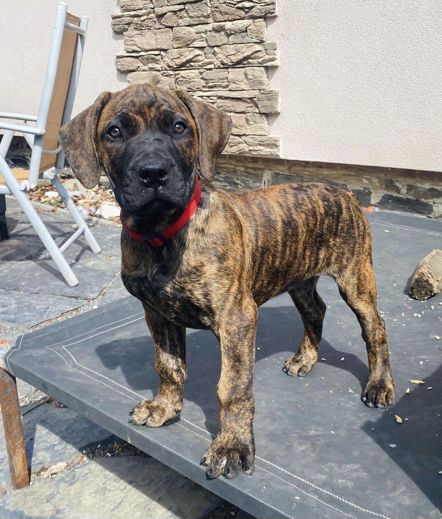 Boerboel štěně prodej FCI rodokmen