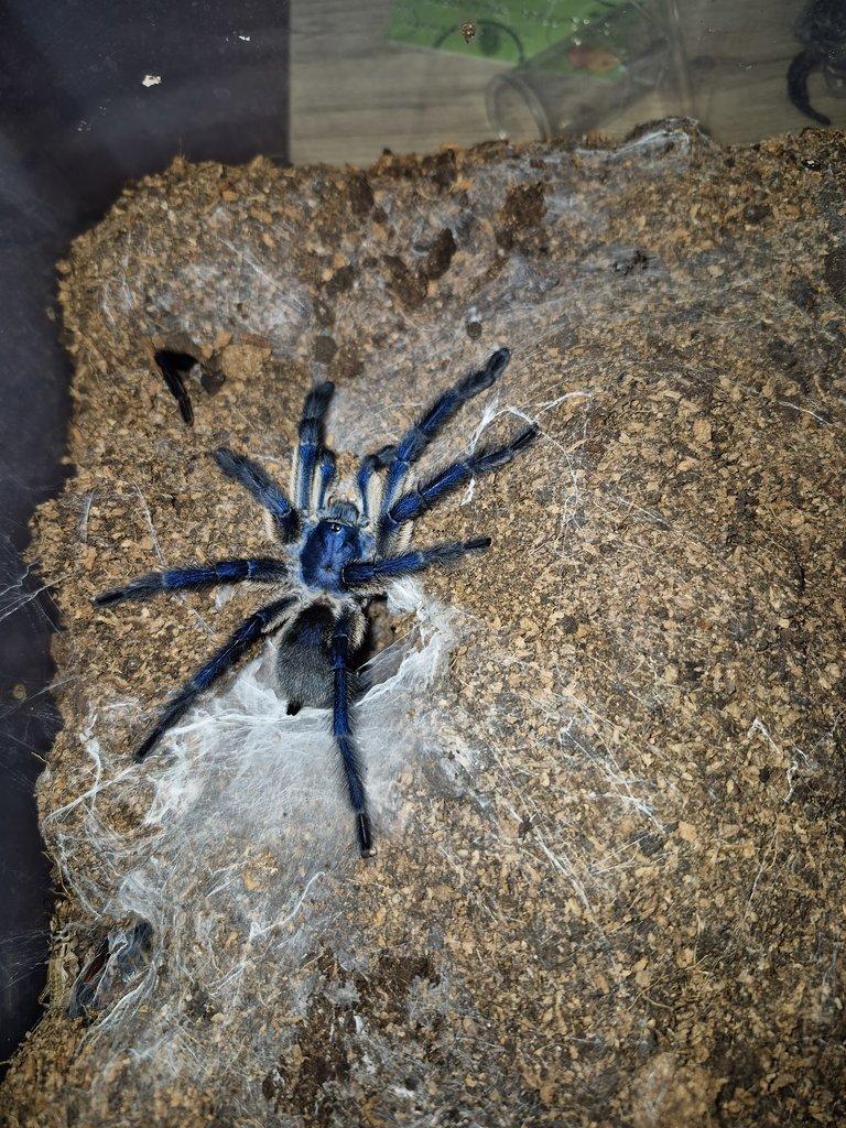 Monocentropus balfouri 1,0