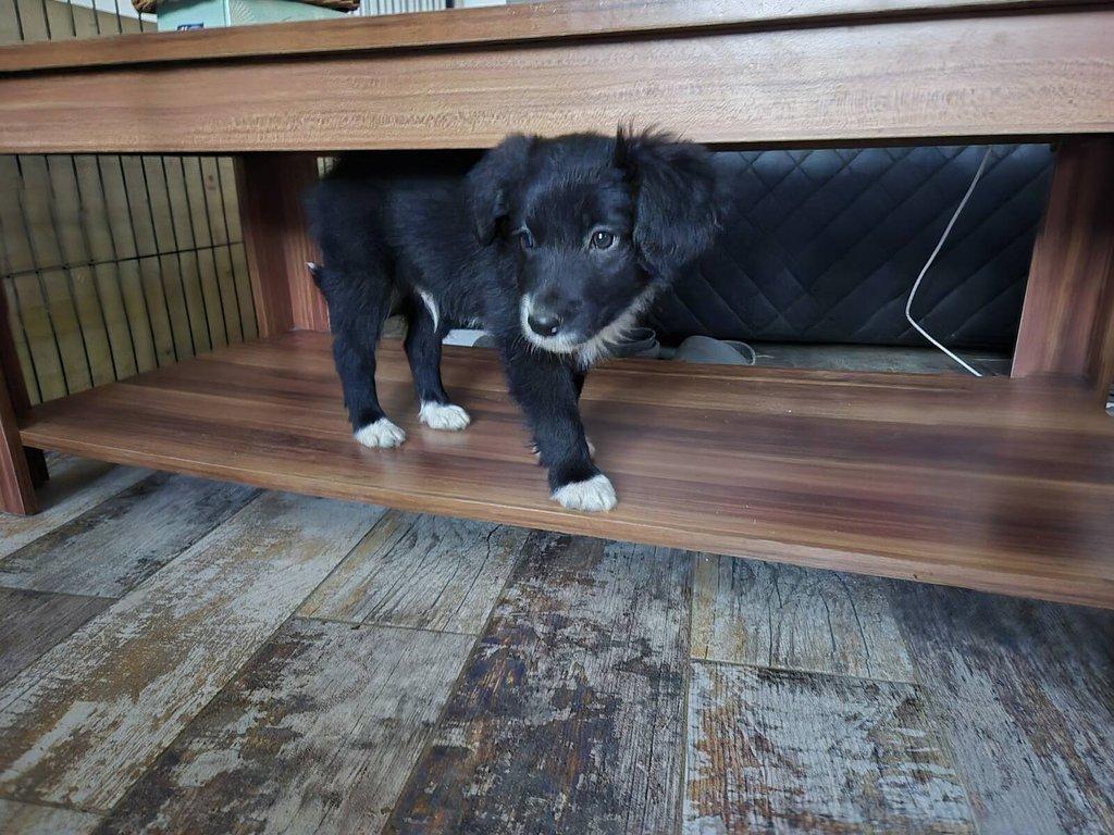 Border kolie