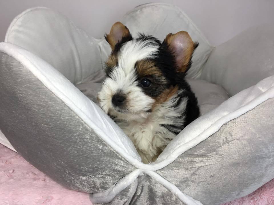 Jorkšír - prodáme štěňátka bez pp