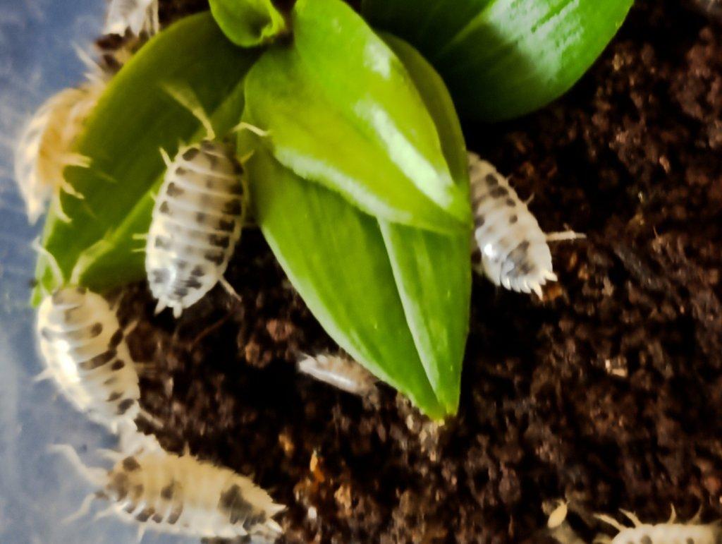 Porcellio laevis – Dairy cow