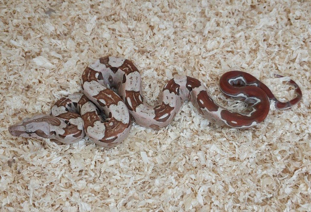 Boa imperator - VPI T+ Albino het Blood, Normal DH VPI Blood