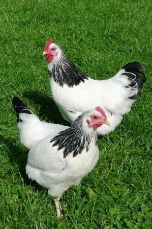 Slepice Dominanty - Darkshell - Greenshell - Sussex - Leghorn - prodej i o svátek!