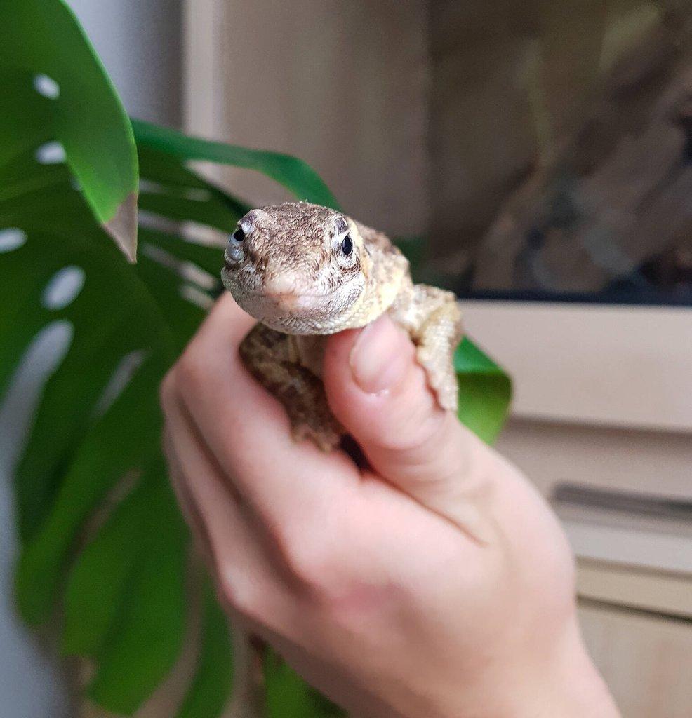 Chovný pár Varan ostnoocasý - Varanus acanthurus