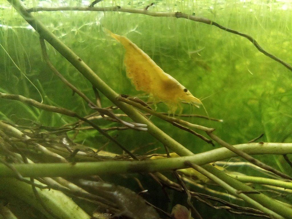Neocaridina Davidi Red Rilli & Yellow neon Stripe