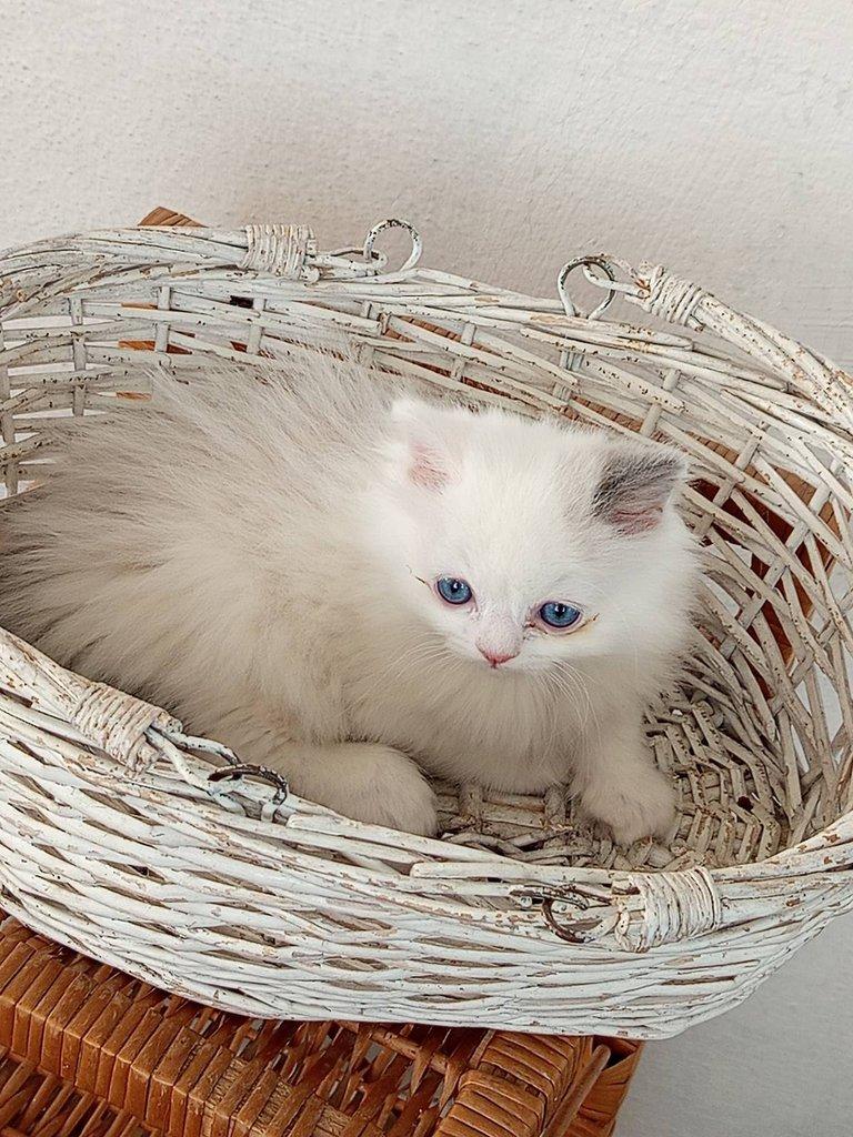 koťátko Ragdoll
